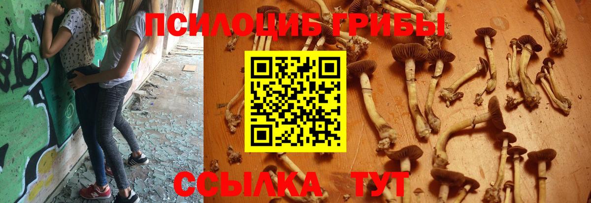 Псилоцибиновые грибы прущие грибы  Вход с VPN  Ефремов 